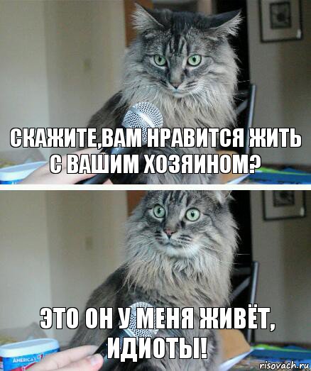 Скажите,вам нравится жить с вашим хозяином? Это он у меня живёт, идиоты!, Комикс  кот с микрофоном