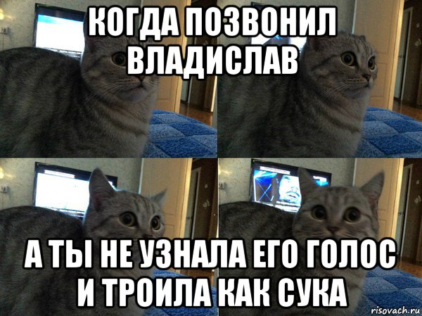 когда позвонил владислав а ты не узнала его голос и троила как сука, Мем  Кот в шоке