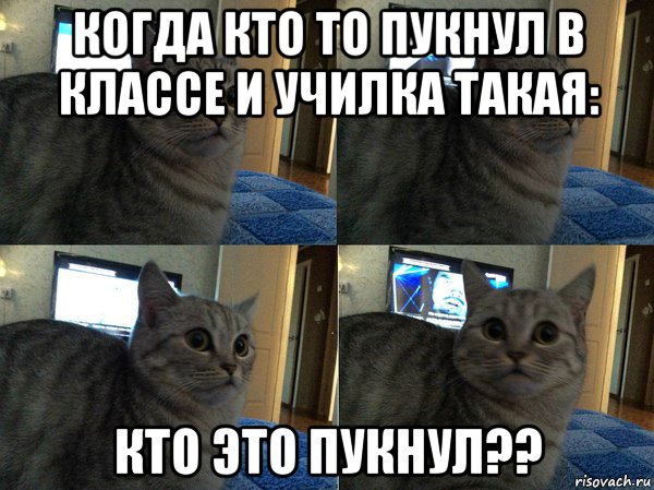 когда кто то пукнул в классе и училка такая: кто это пукнул??, Мем  Кот в шоке