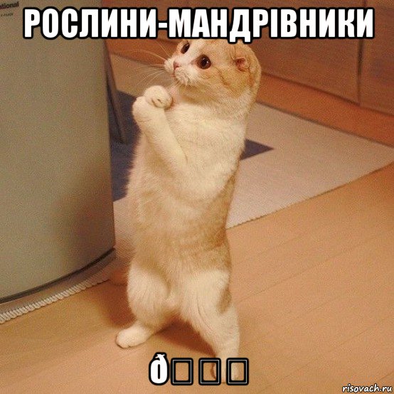 Мем  котэ молится