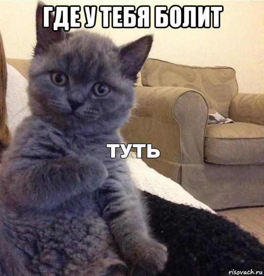 где у тебя болит , Мем Котик - Туть