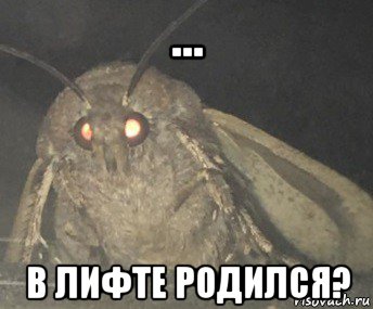 ... в лифте родился?