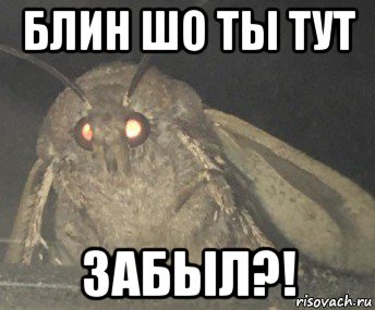 блин шо ты тут забыл?!, Мем Матылёк