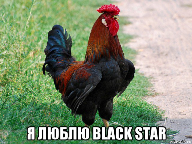  я люблю black star, Мем петух