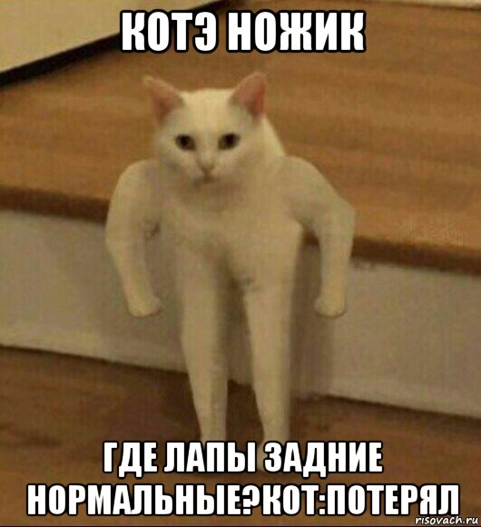 котэ ножик где лапы задние нормальные?кот:потерял, Мем  Полукот