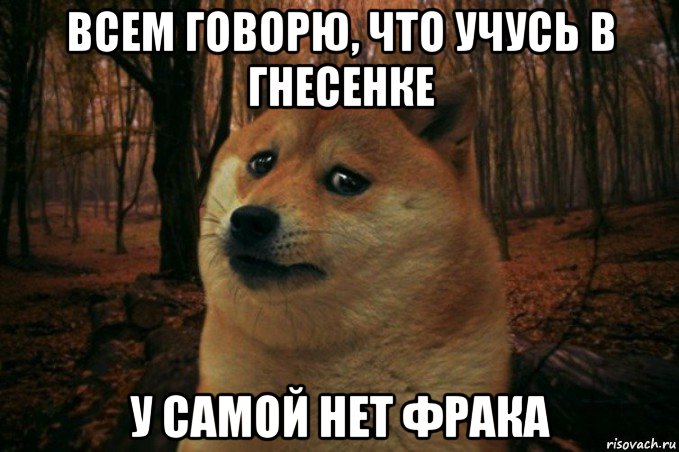 всем говорю, что учусь в гнесенке у самой нет фрака, Мем SAD DOGE