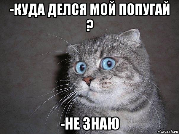 -куда делся мой попугай ? -не знаю, Мем  удивлённый кот