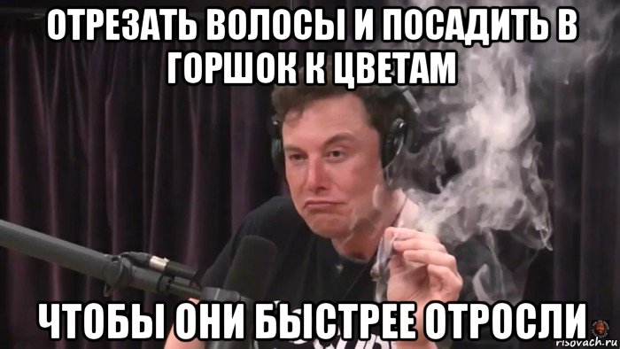 отрезать волосы и посадить в горшок к цветам чтобы они быстрее отросли, Мем Илон Маск