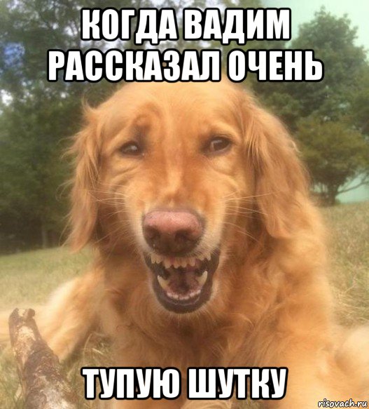 когда вадим рассказал очень тупую шутку, Мем   Когда увидел что соседского кота отнесли в чебуречную