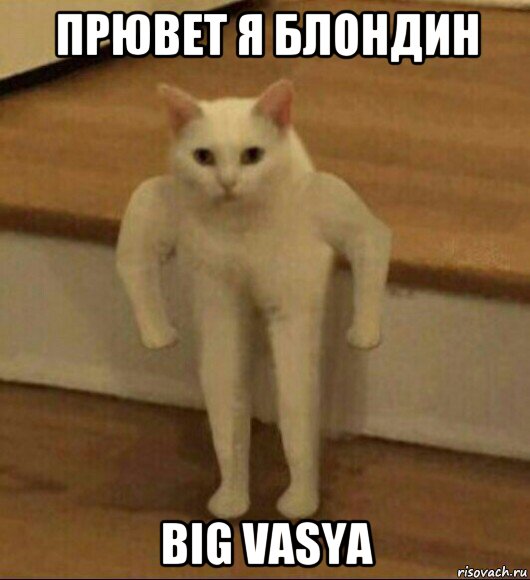 прювет я блондин big vasya, Мем  Полукот