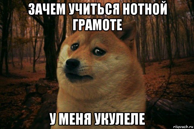 зачем учиться нотной грамоте у меня укулеле, Мем SAD DOGE