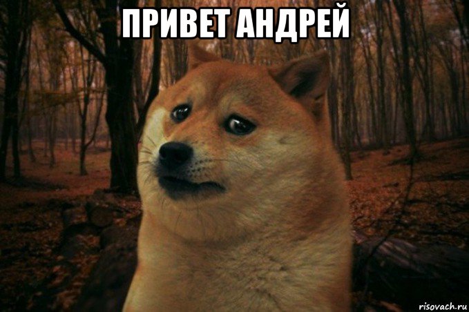 привет андрей , Мем SAD DOGE