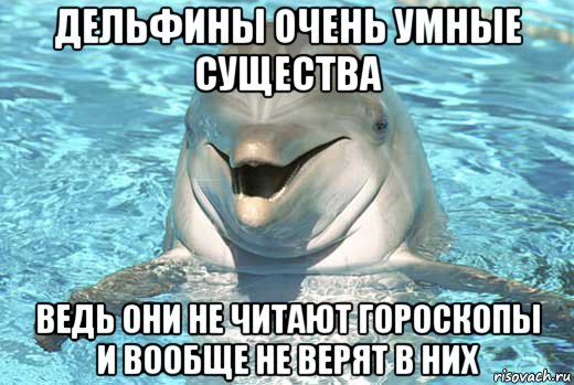дельфины очень умные существа ведь они не читают гороскопы и вообще не верят в них