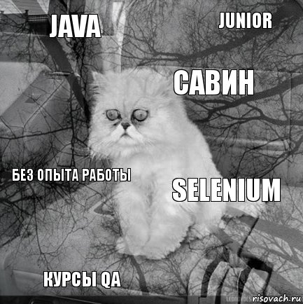 Java Selenium Савин Курсы QA Без опыта работы Junior    , Комикс  кот безысходность
