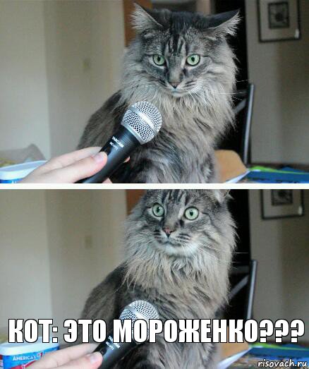  кот: это мороженко???, Комикс  кот с микрофоном