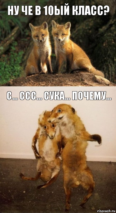 ну че в 10ый класс? с... ссс... сука... почему..., Комикс Лисицы