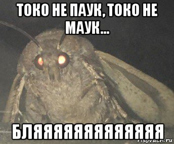 токо не паук, токо не маук... бляяяяяяяяяяяяя