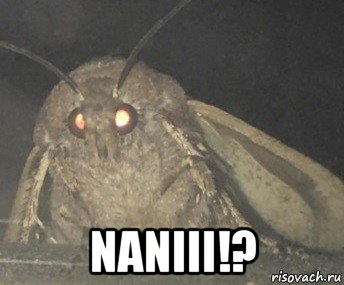  naniii!?