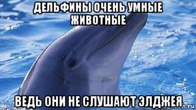 Я хочу быть как эти дельфины мем