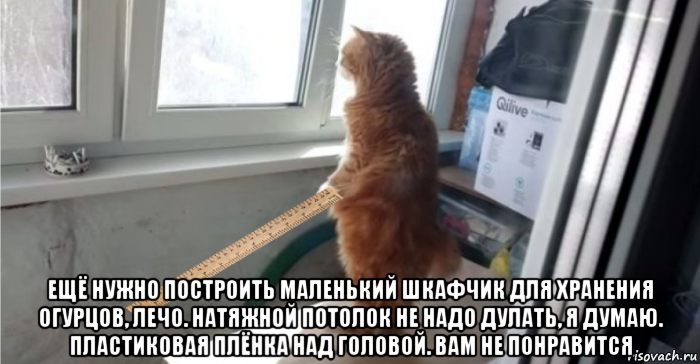 Поставь very. Кот из окна Мем. Окно Мем. Мем котик у окна. Кот смотрит в окно Мем.