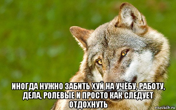  иногда нужно забить хуй на учёбу, работу, дела, ролевые и просто как следует отдохнуть, Мем   Volf