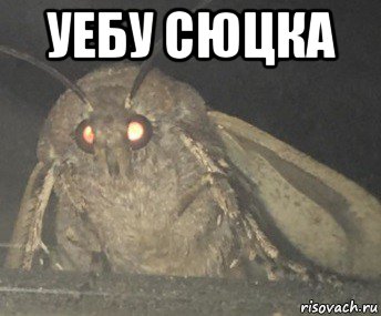 уебу сюцка 