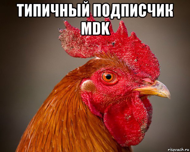 типичный подписчик mdk 