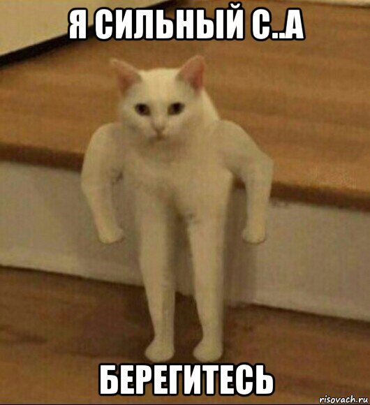 я сильный с..а берегитесь, Мем  Полукот