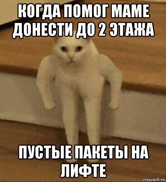 когда помог маме донести до 2 этажа пустые пакеты на лифте, Мем  Полукот