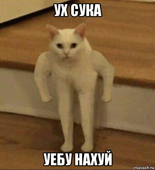 ух сука уебу нахуй, Мем  Полукот