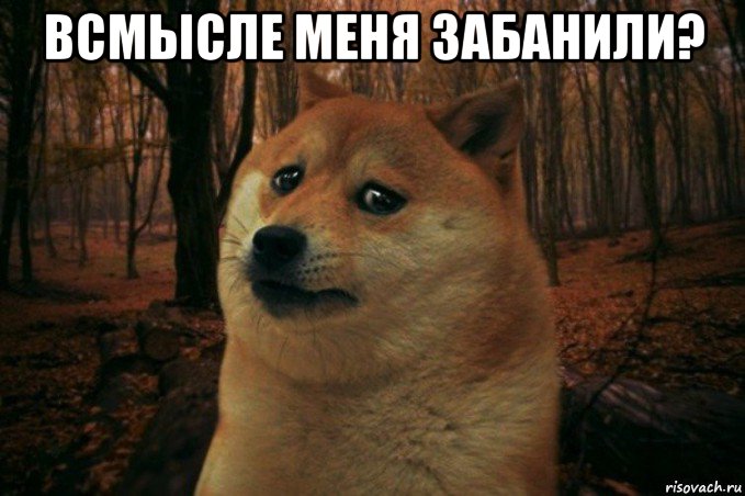 всмысле меня забанили? , Мем SAD DOGE