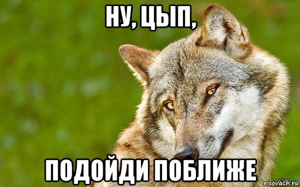 ну, цып, подойди поближе, Мем   Volf