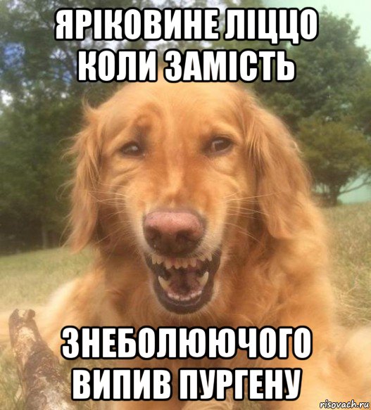 яріковине ліццо коли замість знеболюючого випив пургену, Мем   Когда увидел что соседского кота отнесли в чебуречную