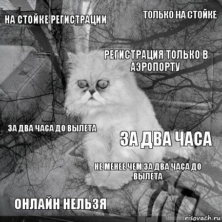 на стойке регистрации за два часа регистрация только в аэропорту онлайн нельзя за два часа до вылета только на стойке не менее чем за два часа до вылета   , Комикс  кот безысходность