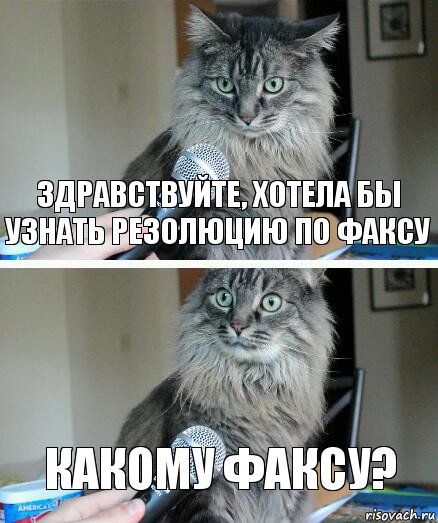 здравствуйте, хотела бы узнать резолюцию по факсу какому факсу?, Комикс  кот с микрофоном