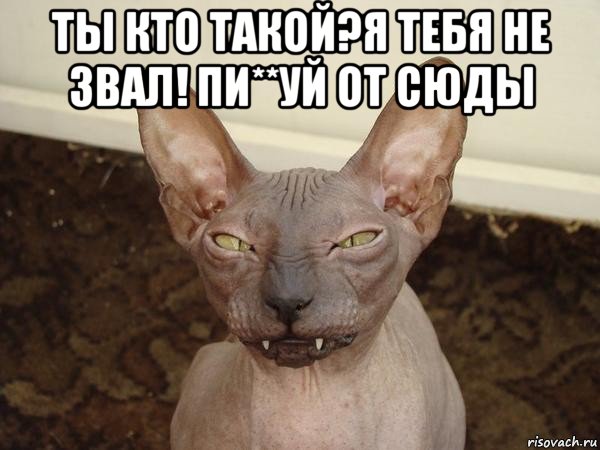 ты кто такой?я тебя не звал! пи**уй от сюды , Мем  Злой котик