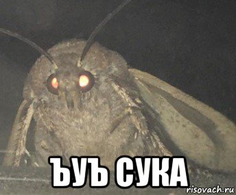  ъуъ сука