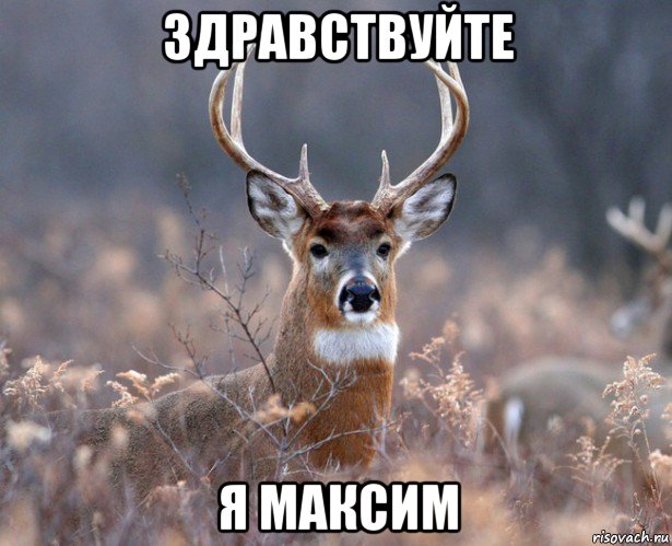 здравствуйте я максим