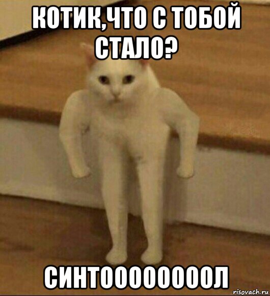 котик,что с тобой стало? синтоооооооол, Мем  Полукот