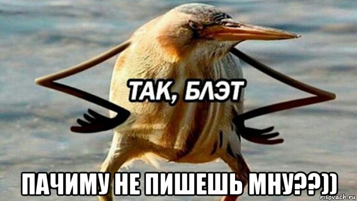  пачиму не пишешь мну??)), Мем  Так блэт