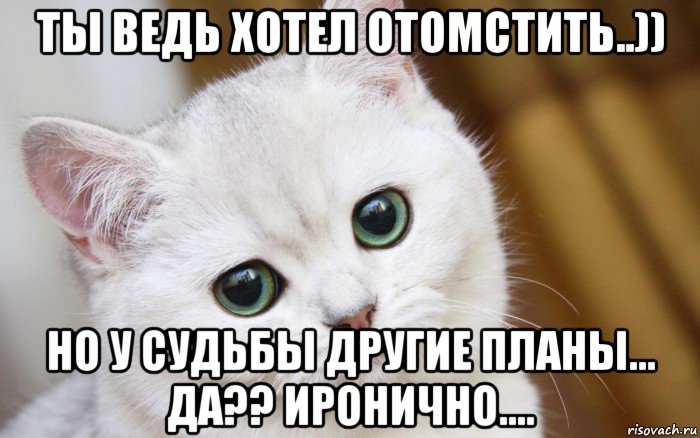 ты ведь хотел отомстить..)) но у судьбы другие планы... да?? иронично...., Мем  В мире грустит один котик