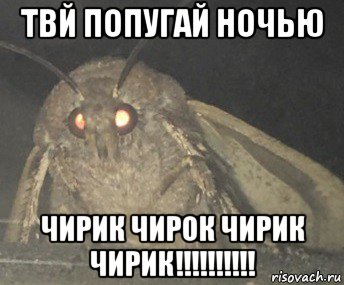 твй попугай ночью чирик чирок чирик чирик!!!!!!!!!!