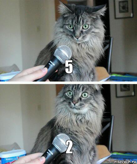 5 2, Комикс  кот с микрофоном