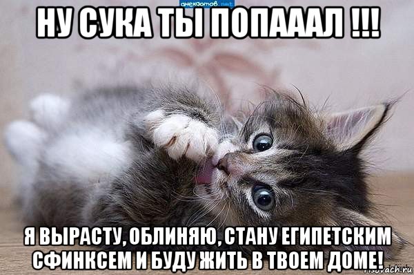 ну сука ты попааал !!! я вырасту, облиняю, стану египетским сфинксем и буду жить в твоем доме!, Мем  котенок