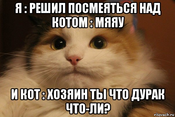 я : решил посмеяться над котом : мяяу и кот : хозяин ты что дурак что-ли?, Мем  Кот в недоразумении