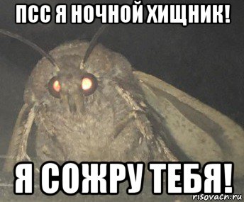 псс я ночной хищник! я сожру тебя!, Мем Матылёк