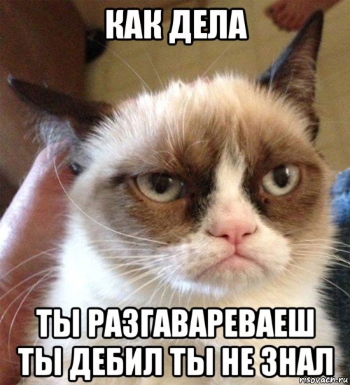 как дела ты разгавареваеш ты дебил ты не знал, Мем Грустный (сварливый) кот