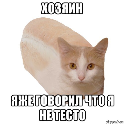 Котенок господа. Тесто Мем. Тестирование Мем. Кот тесто Мем. Кот в тесте.