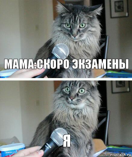 Мама:скоро экзамены Я, Комикс  кот с микрофоном