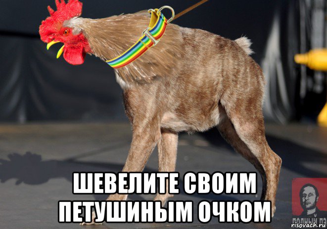 Петух сука